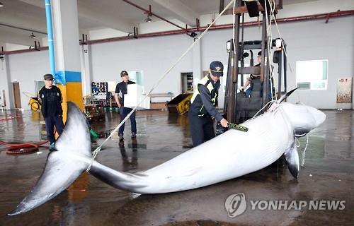밍크고래 불법 포획·유통 일당 검거…4명 구속