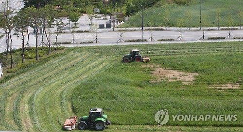수확 되는 호밀