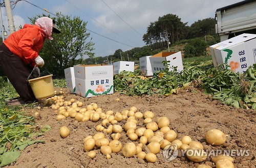 강원도 감자가 최고