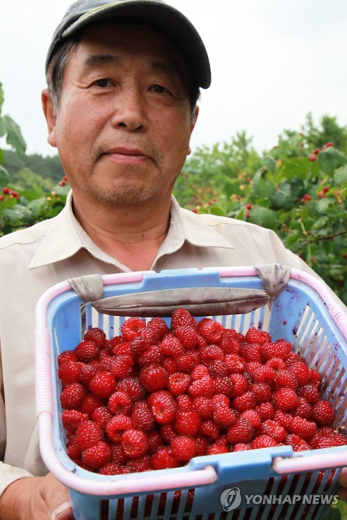 <카메라뉴스> 새콤달콤한 산딸기 풍년