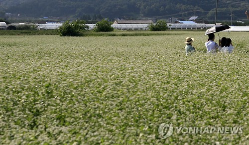 막국수 고장 춘천에 메밀밭