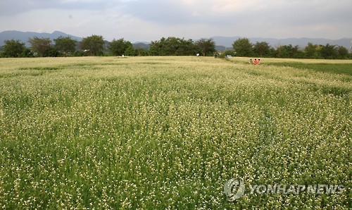 막국수 고장 춘천에 메밀밭