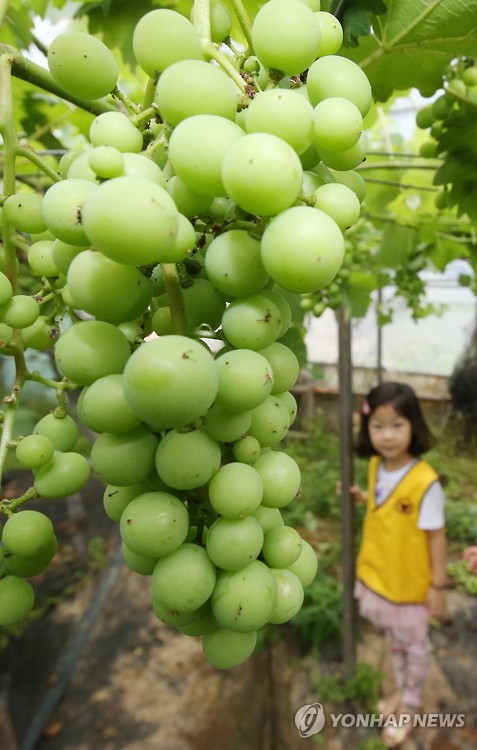 포도구경