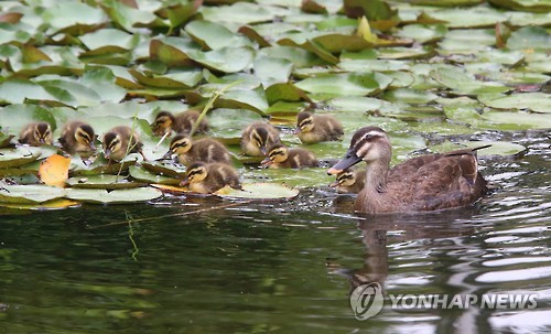 <카메라뉴스> 경남도청 연못에 출현한 흰뺨검둥오리 가족