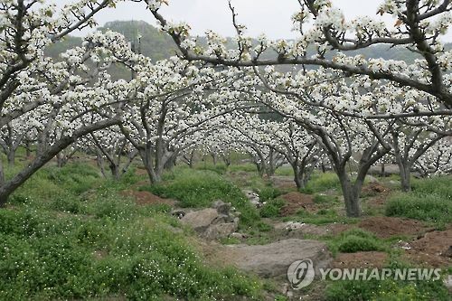 맥주보리 재배면적↑…배 과수원은 문닫는 곳 늘었다