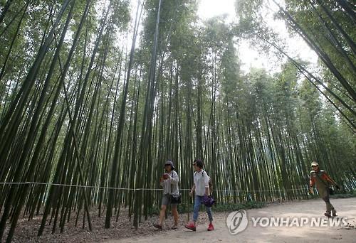 대통령이 추천한 울산 십리대숲…바람과 시간 머무는 곳