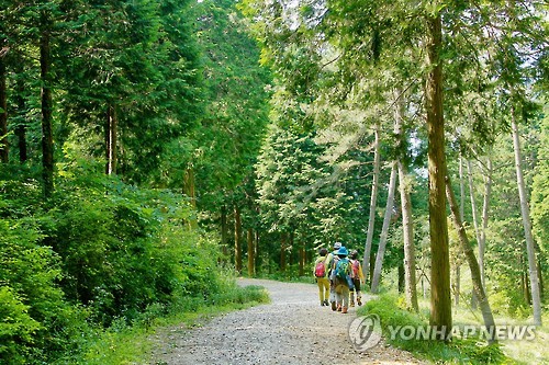 편백림 무성한 고성 갈모봉 산림욕장 인기