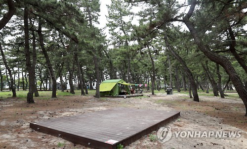 솔 향기·바다 내음 가득…강릉 연곡 해변 캠핑장 개장