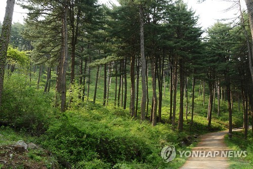 가평 잣향기 푸른숲