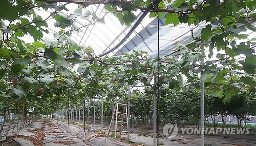 수확 앞둔 포도 싹쓸이…텅 빈 포도밭