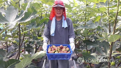 거제 무화과 맛보세요