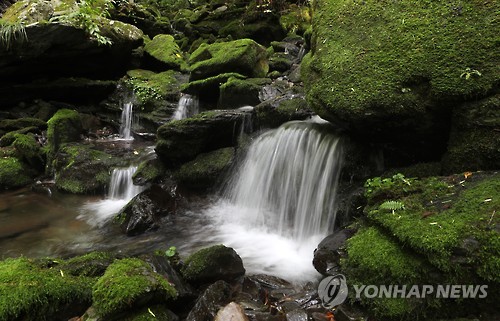 초록으로 가득한 이끼 계곡