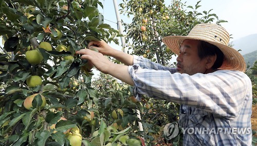 장수 사과농장 찾은 김무성 전 대표