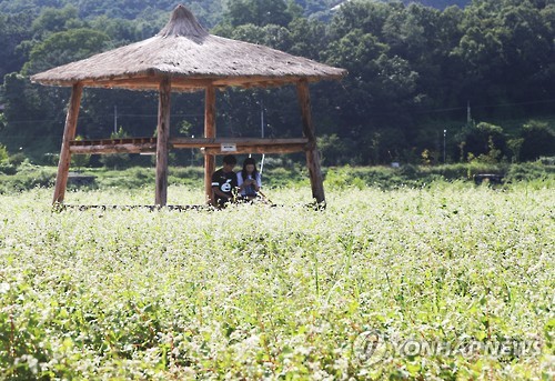 메밀꽃 사이에서