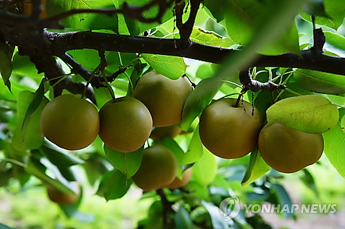 남양주먹골배, 농산물우수관리 인증받아
