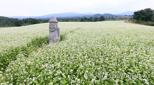 봉평메밀 유명하다지만…국내 최대 메밀 생산지는 제주