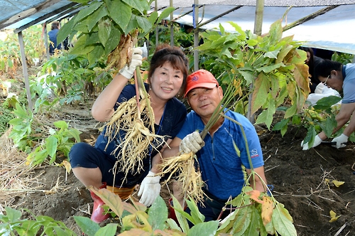 증평인삼골축제 인삼 판매액 작년보다 최고 25%↑
