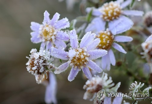 얼음꽃이 피었습니다