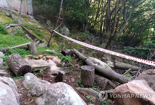 무등산 선비바위 일원서 나무 수십그루 무단벌목