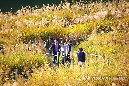 단양 남한강 갈대밭 은빛 물결