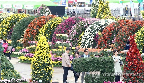 마산가고파국화축제 성황