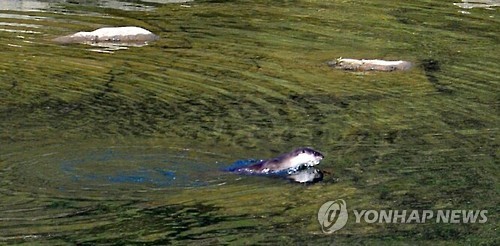 화천서 포착된 천연기념물 수달