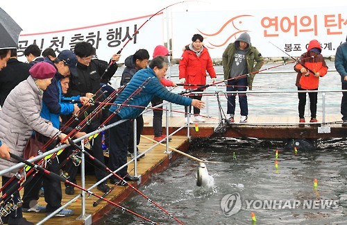 고성군, 양식 연어 낚시체험 연중 운영한다