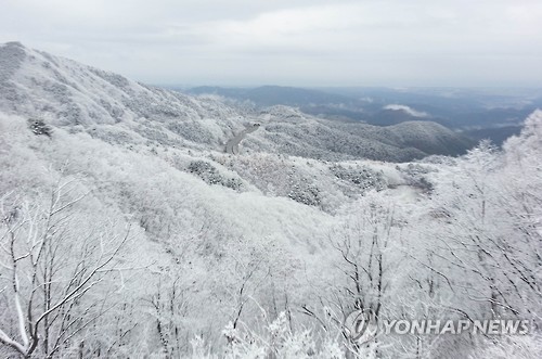 눈꽃세상 이룬 대관령
