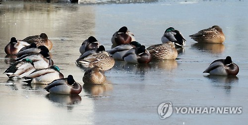 아라뱃길 얼음 점령한 오리떼