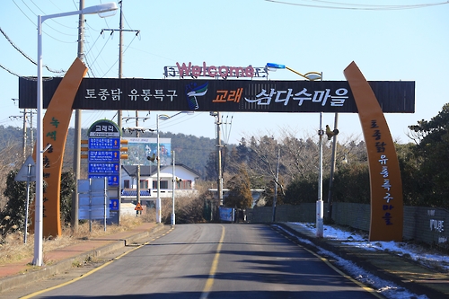 관광하고 닭도 먹고 제주에 토종닭 유통특구 있다
