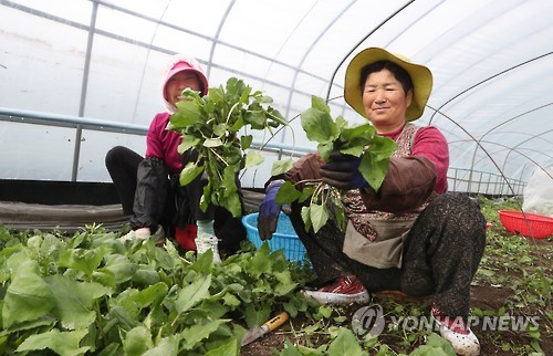 봄 향기 가득한 지리산 취나물이요