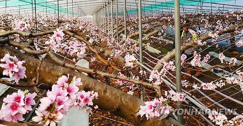 하우스 복숭아꽃 만발