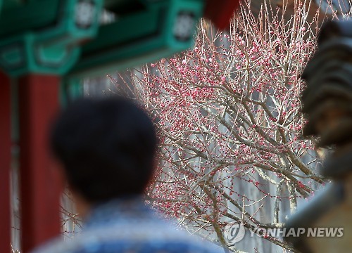 담 너머 봄