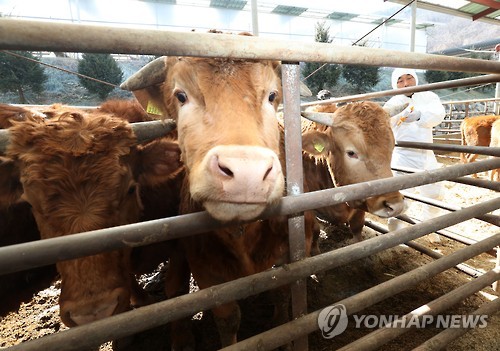 구제역 폭탄 충북 보은…101농장 다닥다닥 밀집이 화근(종합)