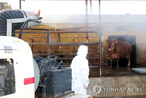 구제역에 도축장도 방역