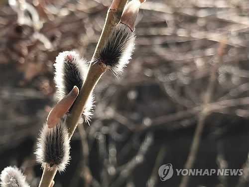청계천에 봄이 오는 소리