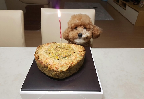 닭가슴살 삶고 썰어 10시간씩 말려 강아지에 먹여요(종합)