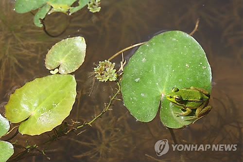 [주말 N 여행] 수도권: 겨울잠 깬 맹꽁이·개구리 만나러 초막골생태공원으로…