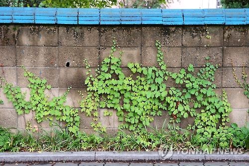 설계도대로 하지 않아서…무너진 담벼락 주인도 40％ 책임