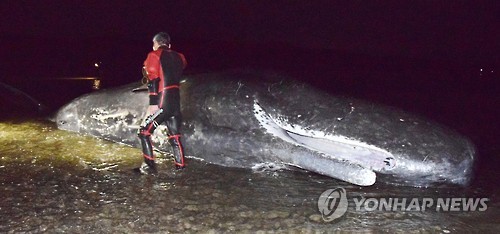 일본 가고시마현 강 하구로 밀려온 향유고래