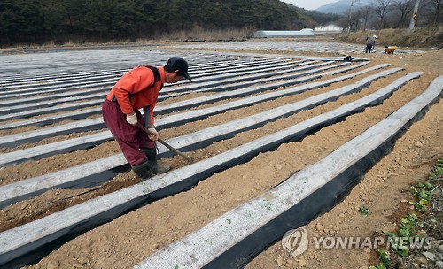 모시밭 비닐 씌우는 농부