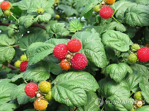 벌써 산딸기 나왔네