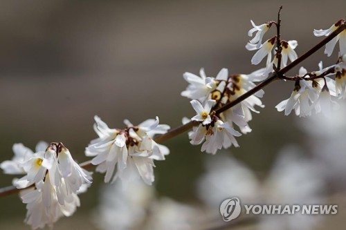 우윳빛 미선나무 춘분에 활짝