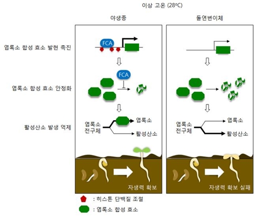 지구온난화 계속해도 식물 살릴 실마리 국내 연구진이 규명