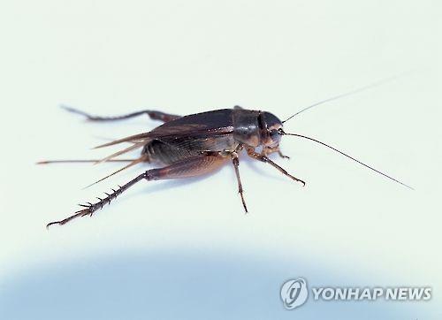 먹어보면 맛있어요…日서 곤충 식품 인기 확산