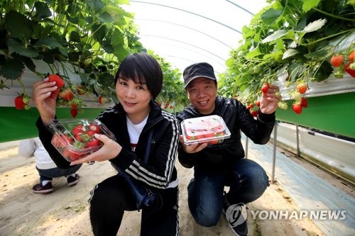 당진 딸기농장 체험 프로그램에 참여한 외국인