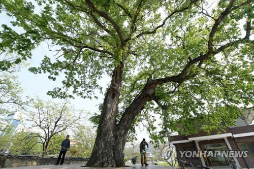 느티나무 그늘 아래
