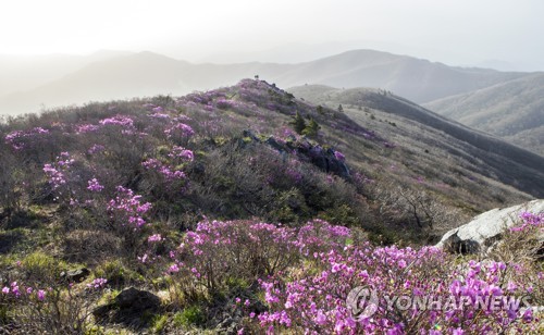 국립공원 덕유산 분홍빛 털진달래 만개 장관