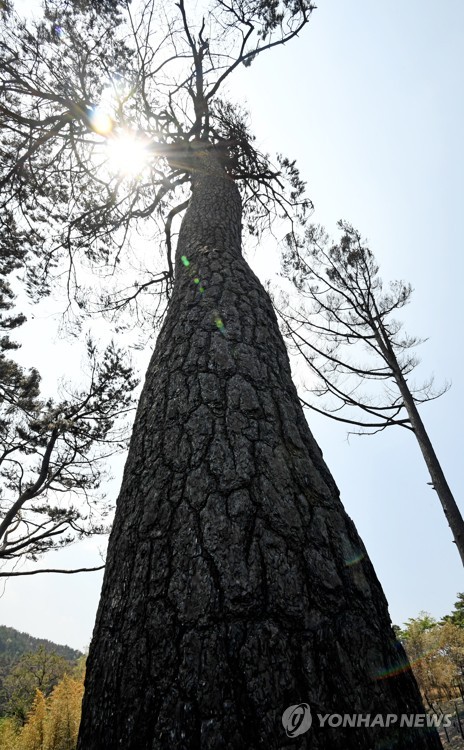 산불로 타 버린 아름드리 소나무