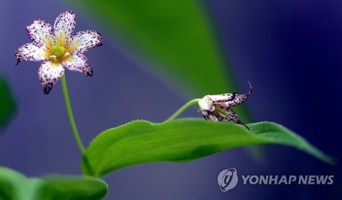 [길따라 멋따라] 천상의 화원…태백산 금대봉 가는 길